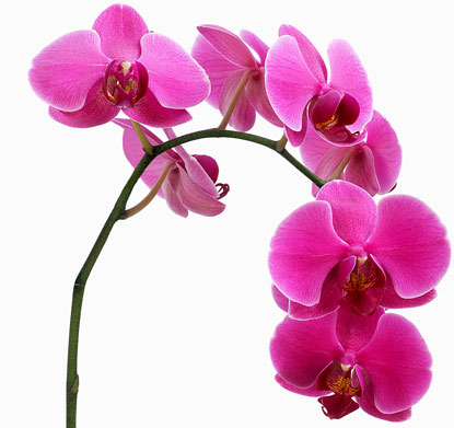The Federico Mahora Orchid Bonus